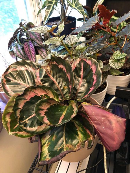 竹芋叶子干枯卷曲怎么补救