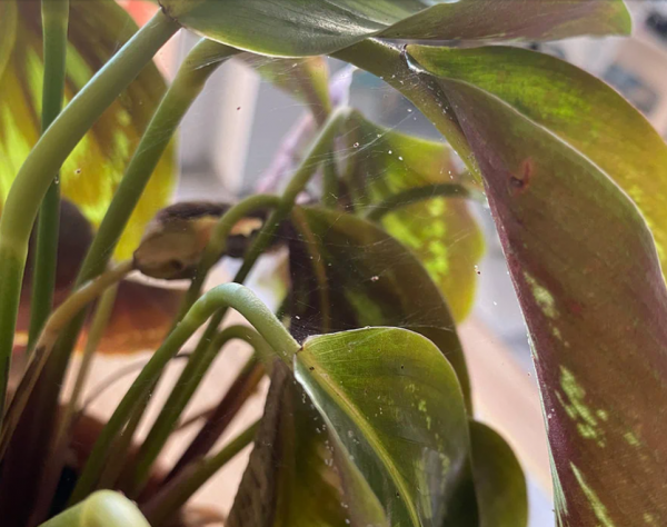 竹芋叶子干枯卷曲怎么补救