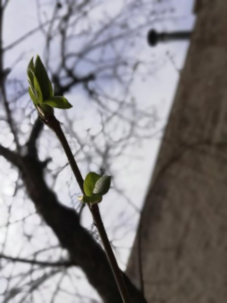 倒春寒对农作物的影响