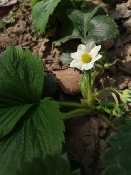 倒春寒对农作物的影响