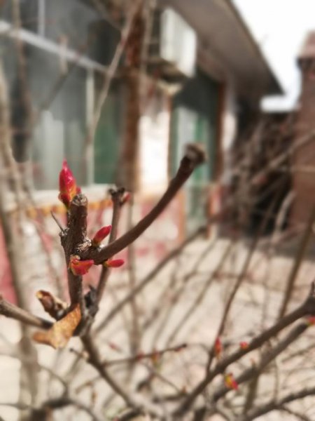 倒春寒对农作物的影响