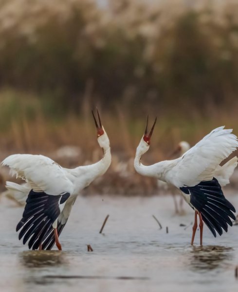 白色的鸟有哪些品种