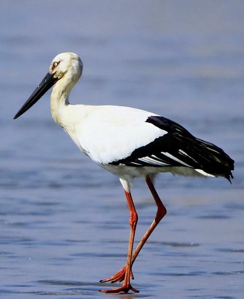 白色的鸟有哪些品种