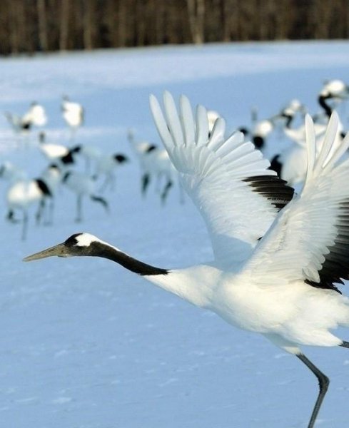 白色的鸟有哪些品种