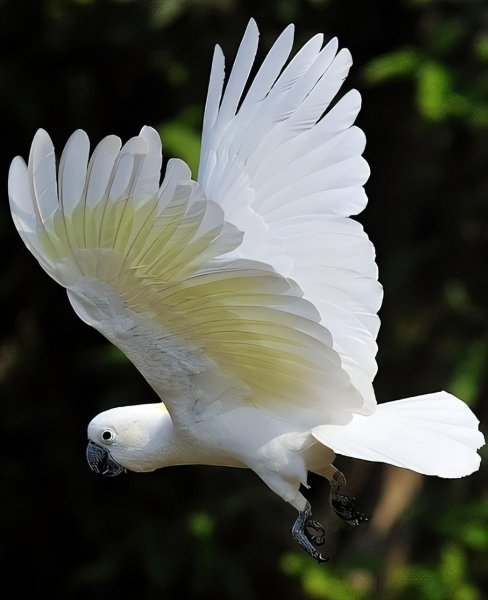 白色的鸟有哪些品种