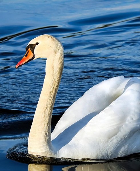 白色的鸟有哪些品种