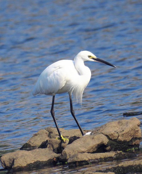 白色的鸟有哪些品种