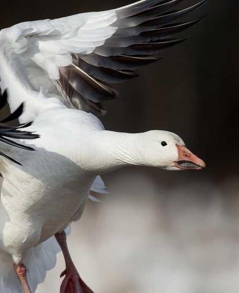 白色的鸟有哪些品种