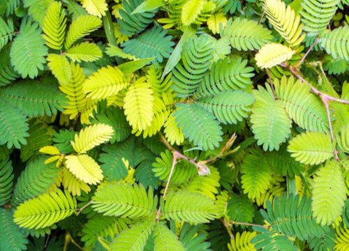 含羞草怎么剪枝