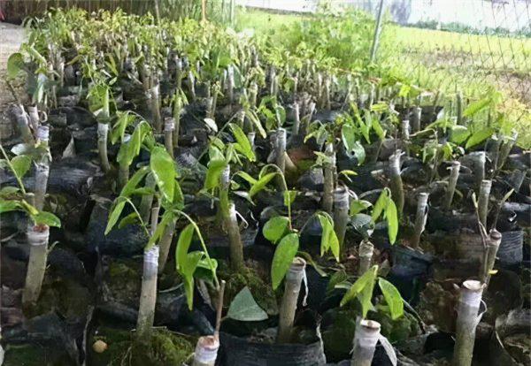 为什么说千万不要种植沉香