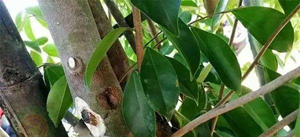 为什么说千万不要种植沉香