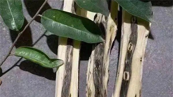 为什么说千万不要种植沉香