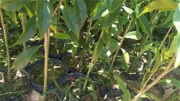 为什么说千万不要种植沉香