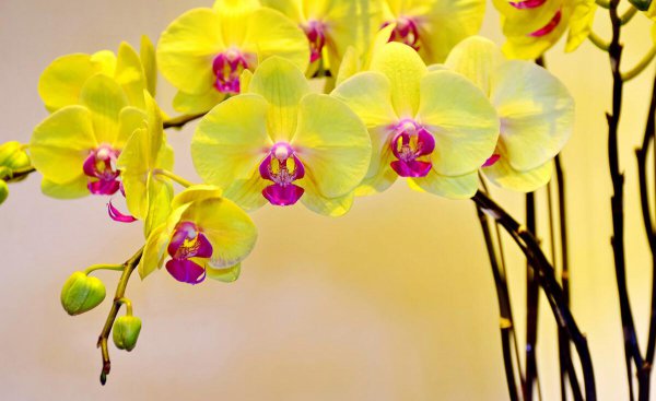 射手男疯狂爱你的表现有哪些