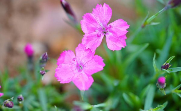 射手男疯狂爱你的表现有哪些