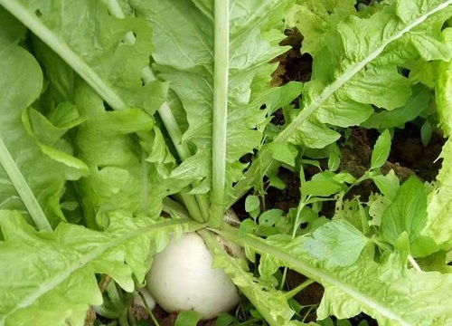 种植出高产的白萝卜要怎么施肥