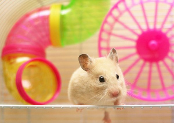 仓鼠喝水吗多长时间一次