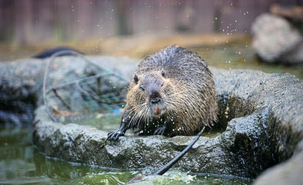仓鼠喝水吗多长时间一次