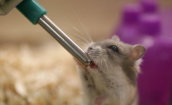 仓鼠喝水吗多长时间一次