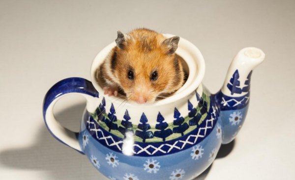 仓鼠喝水吗多长时间一次