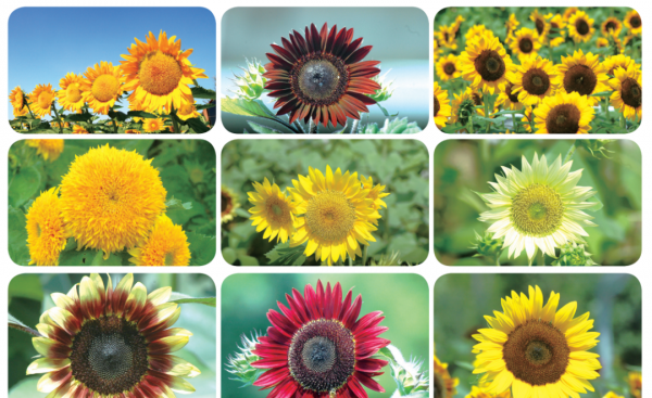 向日葵是哪个国家的国花