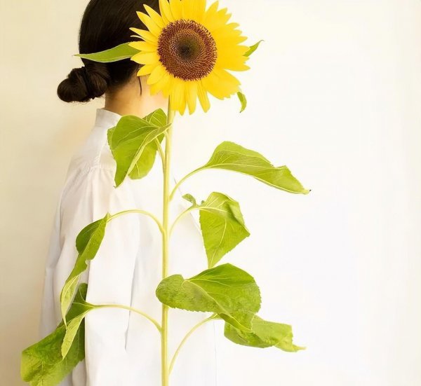 向日葵是哪个国家的国花