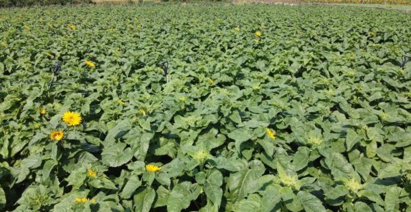 向日葵是哪个国家的国花