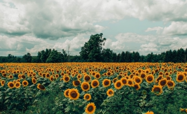 向日葵是哪个国家的国花