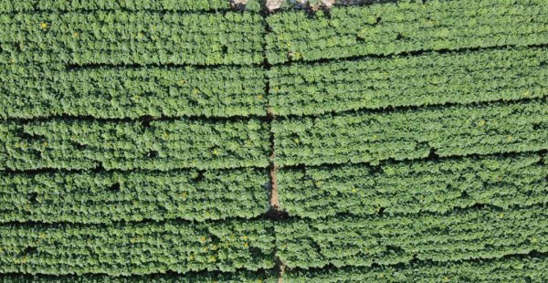 向日葵是哪个国家的国花