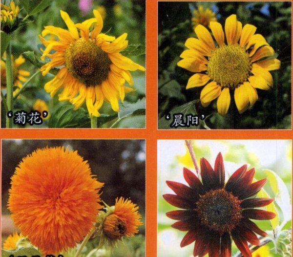 向日葵是哪个国家的国花