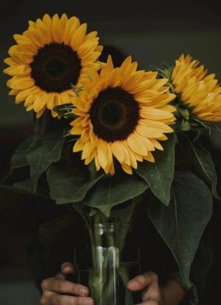 向日葵是哪个国家的国花