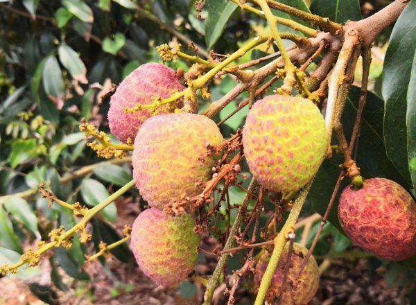 桂花香荔枝简介