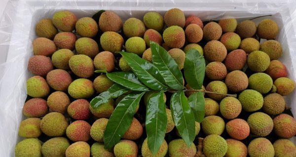 桂花香荔枝简介