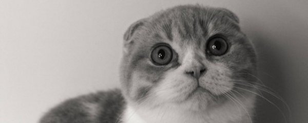 怎样挑选猫咪颜色