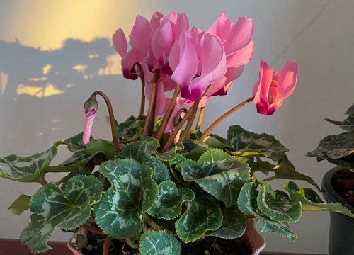 仙客来怎么修剪