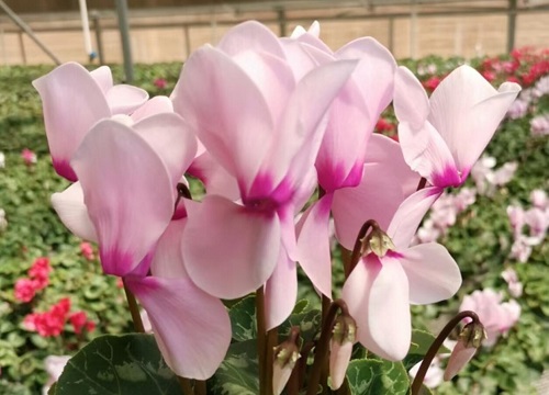 仙客来怎么修剪