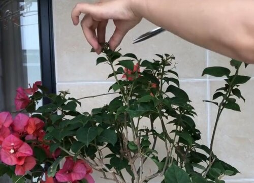三角梅剪枝能插活吗