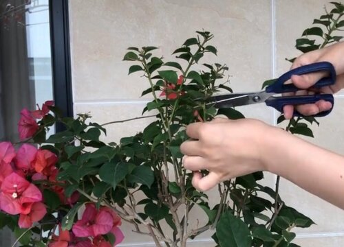 三角梅剪枝能插活吗