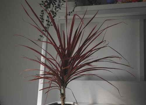 三色千年木怎么养长的好