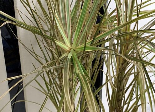 三色千年木怎么养长的好