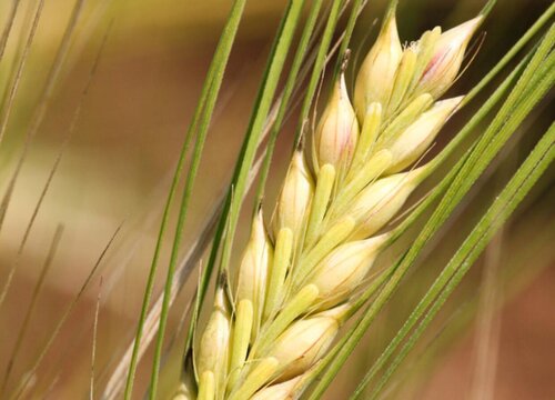 小麦和大麦有什么区别图片