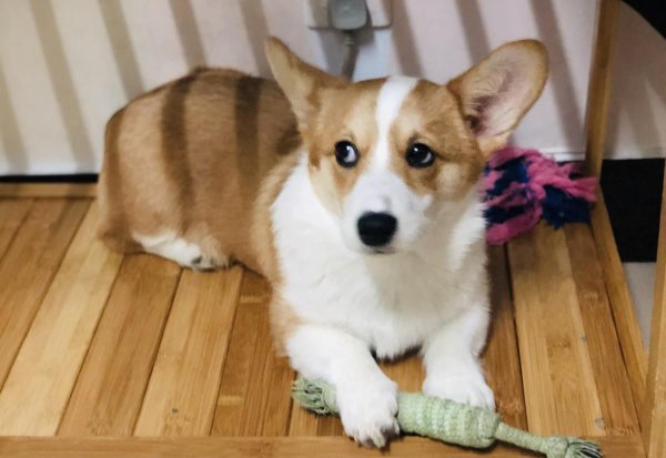 柯基怎么训练的听话懂事