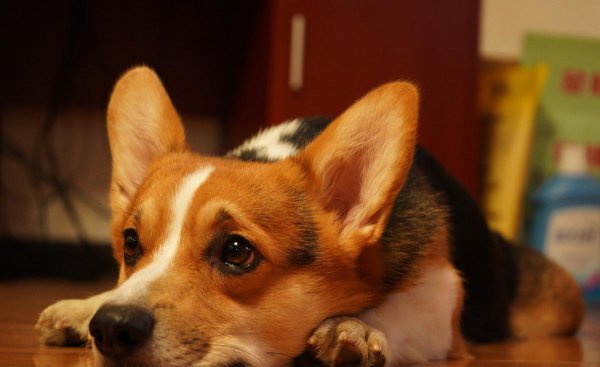 柯基怎么训练的听话懂事