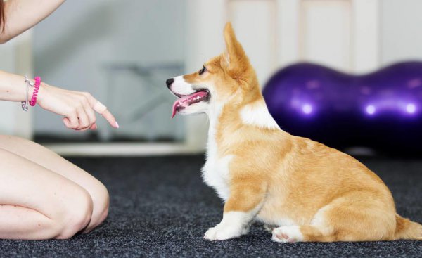 柯基怎么训练的听话懂事