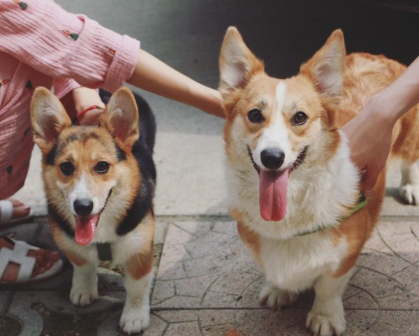 柯基怎么训练的听话懂事