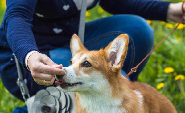 柯基怎么训练的听话懂事