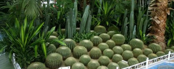 床头放什么植物辟邪最好