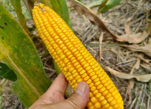 沃玉3号玉米种子介绍