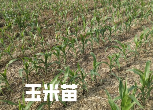 沃玉3号玉米种子介绍