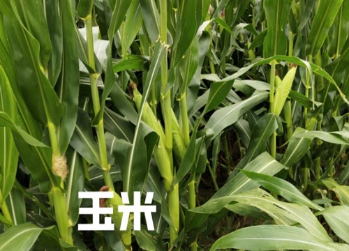 沃玉3号玉米种子介绍